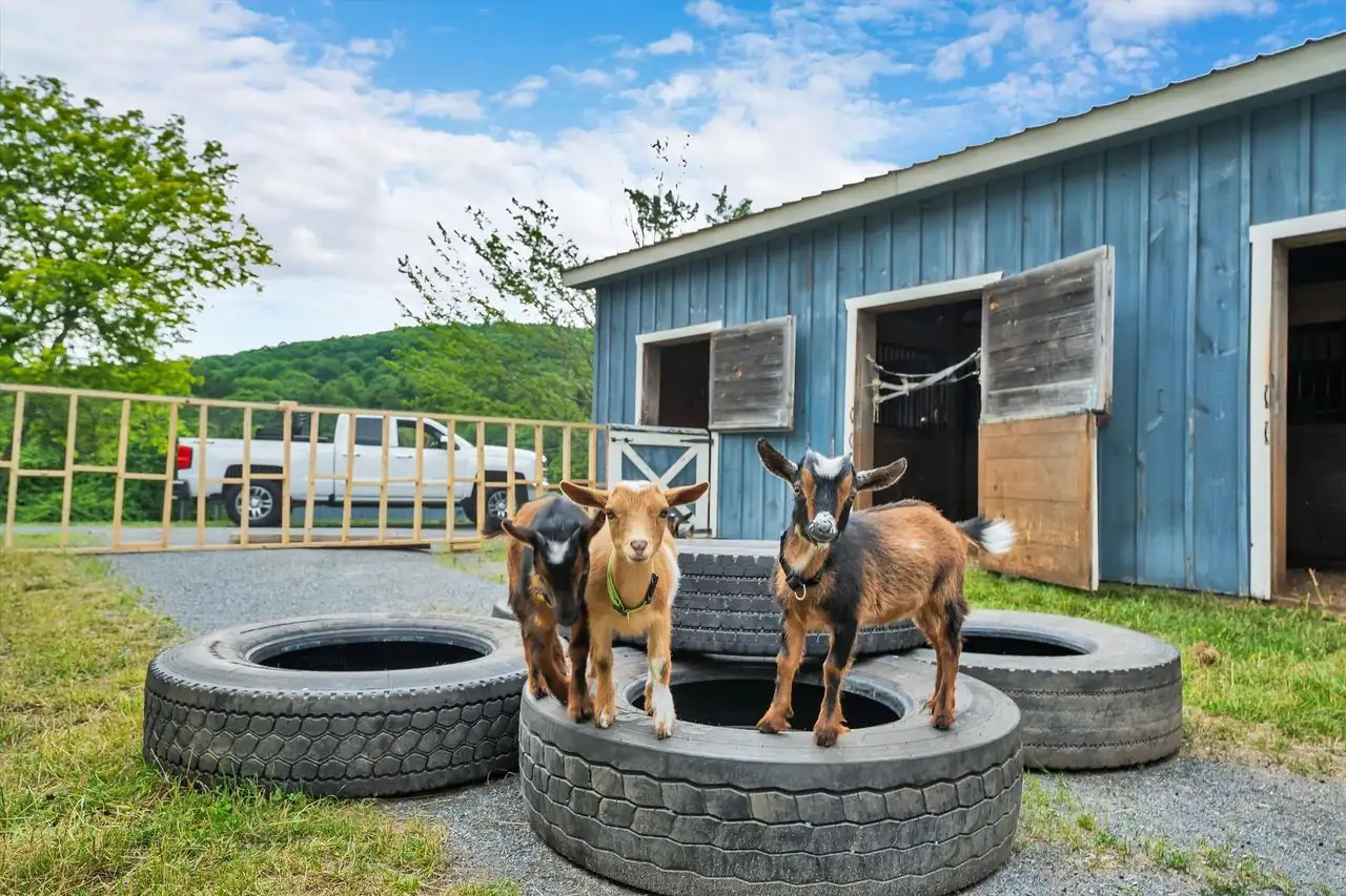 Baby goats on stacked tires by the blue barn